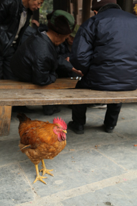 Rooster in Zhaoxing, Guizhou