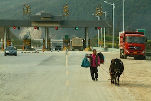 Cow on the highway, Guizhou