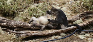 Monkeys Grooming, Yunnan