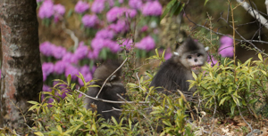 Monkeys & Rhododendrons