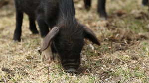 Black Pig in Baima Snow Mountain Reserve