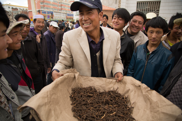 Caterpilar Fungus, Hezuo, Gansu