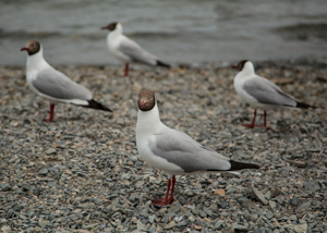 Gulls at Qinghai Lake