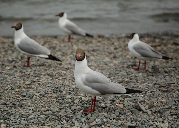 Greedy Gulls