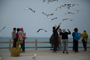 Bird Island, Qinghai Lake