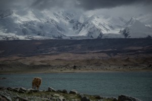Camel at Lake Karakul