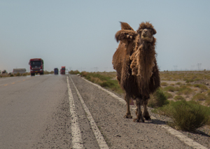 Camel in Qinghai