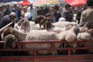 Fat-Bottomed Sheep, Kashgar
