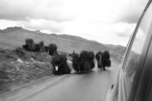 Yaks with firewood, Sichuan 2009 © Jo James