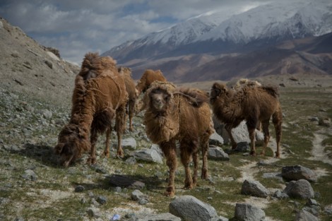 Camels at Lake Karakul