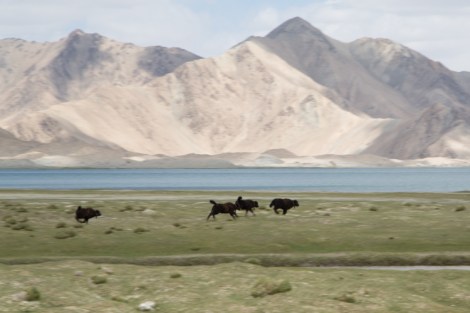 Gambolling Yaks, Karakul