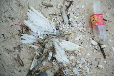 Flotsam and jetsam, Tung Wan Tsai, Cheung Chau