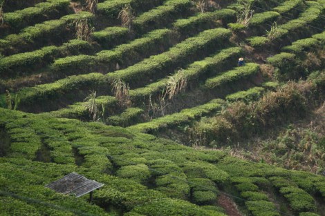 Tea plantations, Pu'er, Yunnan © Jo James