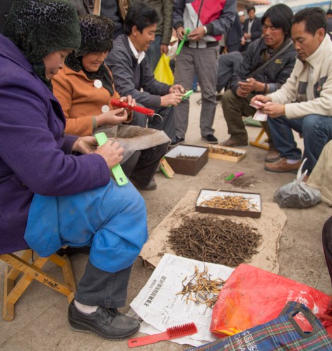 Cleaning Cordyceps, Hezuo, Gansu © Jo James