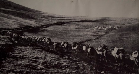 A Qaidam camel caravan in the 1950s