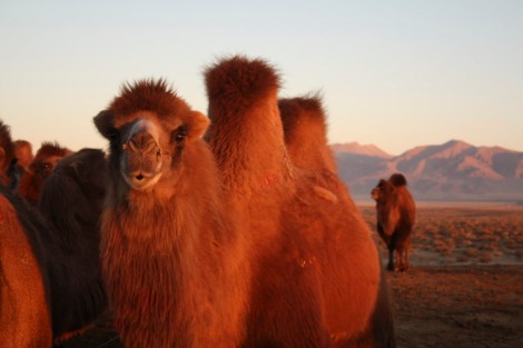 Camels at dawn, Qinghai © Jo James
