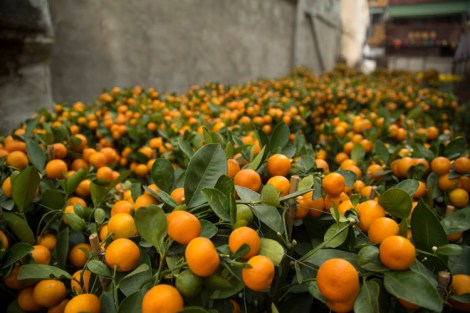 Orangey fields forever © Jo James