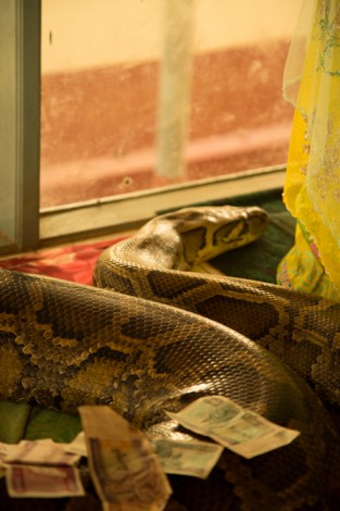 Snake, Bago Snake Monastery