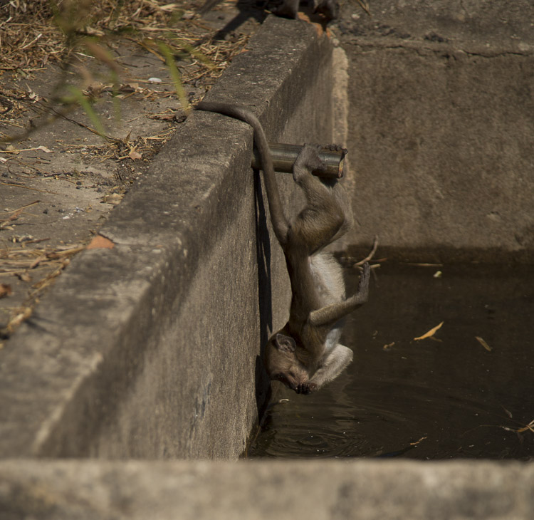 Monkey, Mount Zwegabin