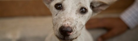 Rescue dog, Shwebo