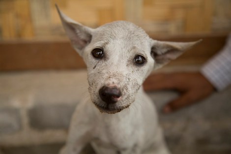 Rescue dog, Shwebo