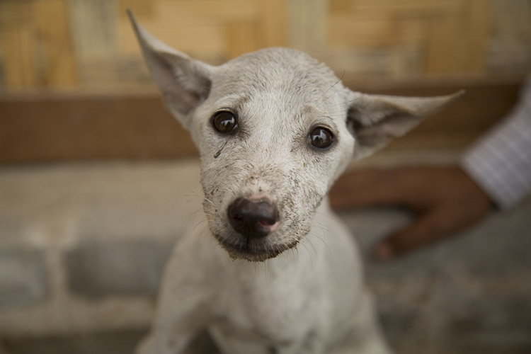 Rescue dog, Shwebo