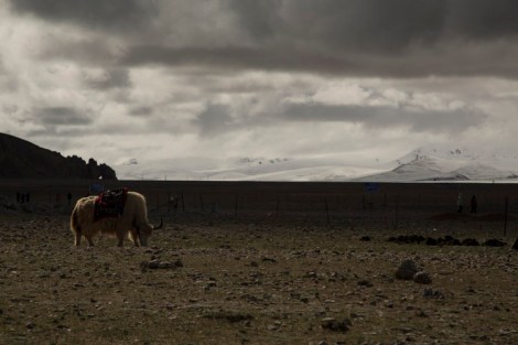 Yak at Nam-tso
