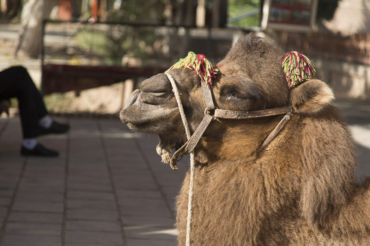 Camel, Kashgar