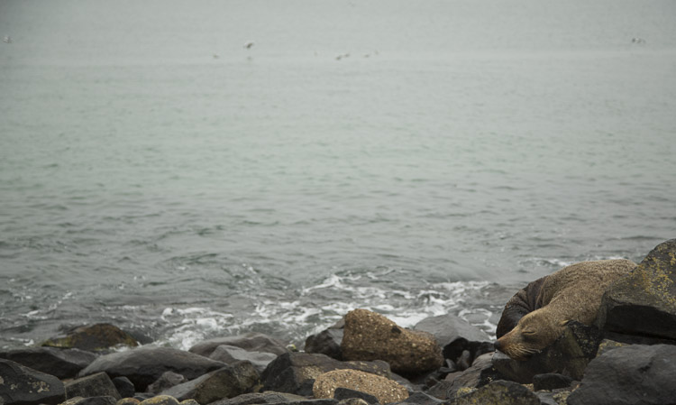 Seal, Otago Peninsula