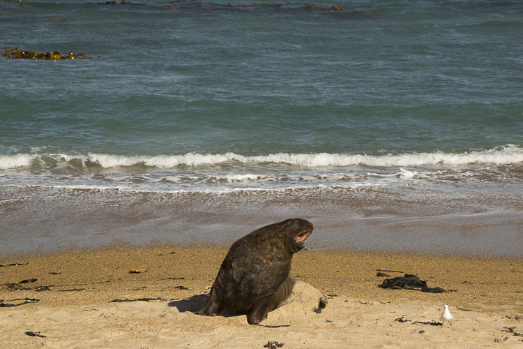 Sea lion, Waipapa