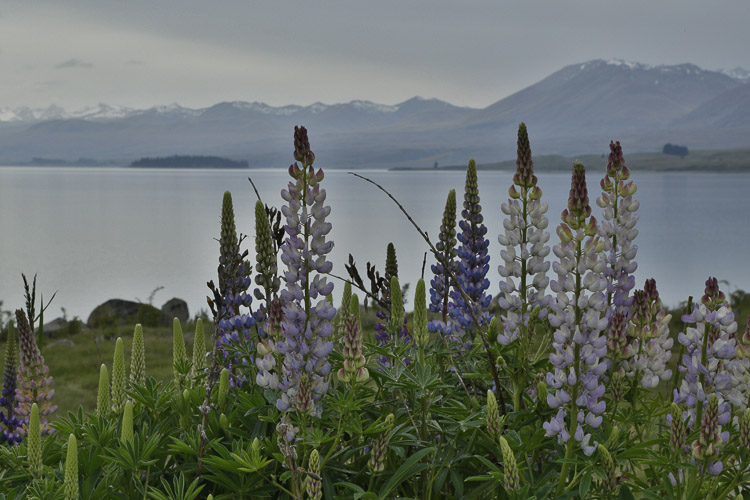 Lupins, Tekapo