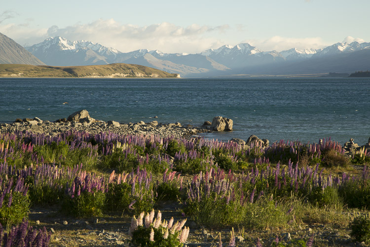 Lupins, Lake Tekapo