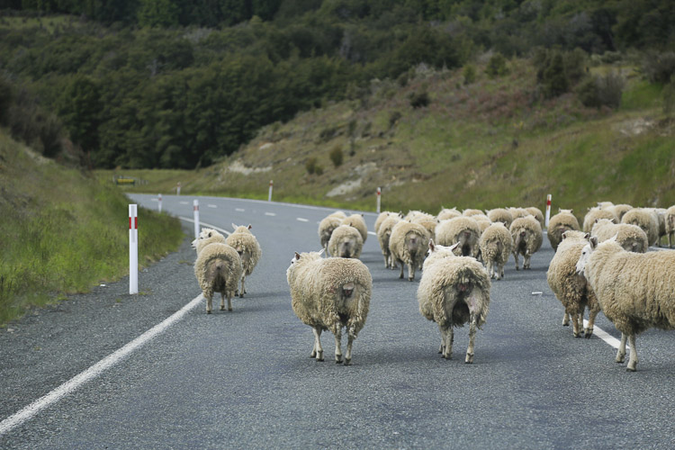 Sheep, NZ