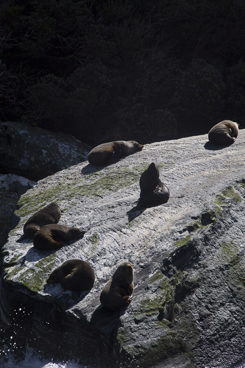 Fur seals, Milford Sound