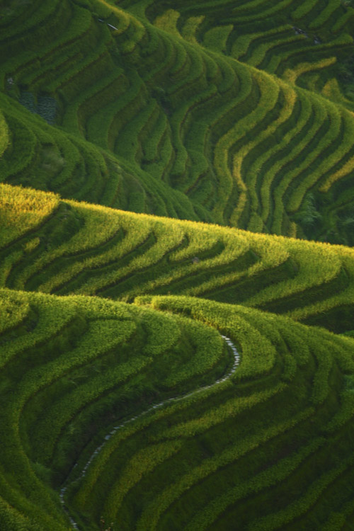 Rice Terraces, Guangxi