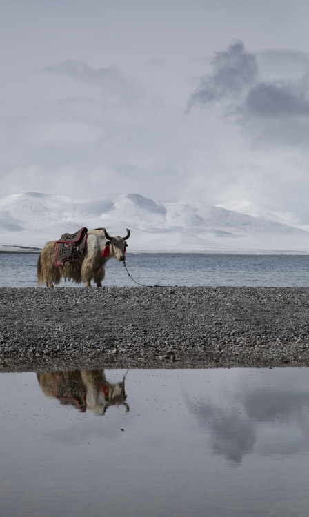 Yak reflected