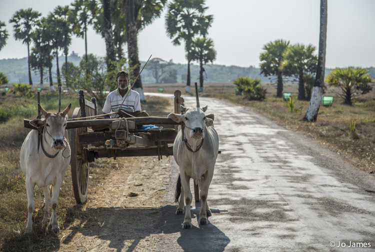 Cart and Oxen