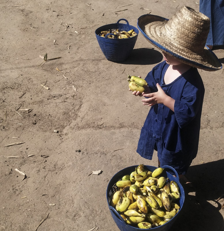 Little T goes bananas